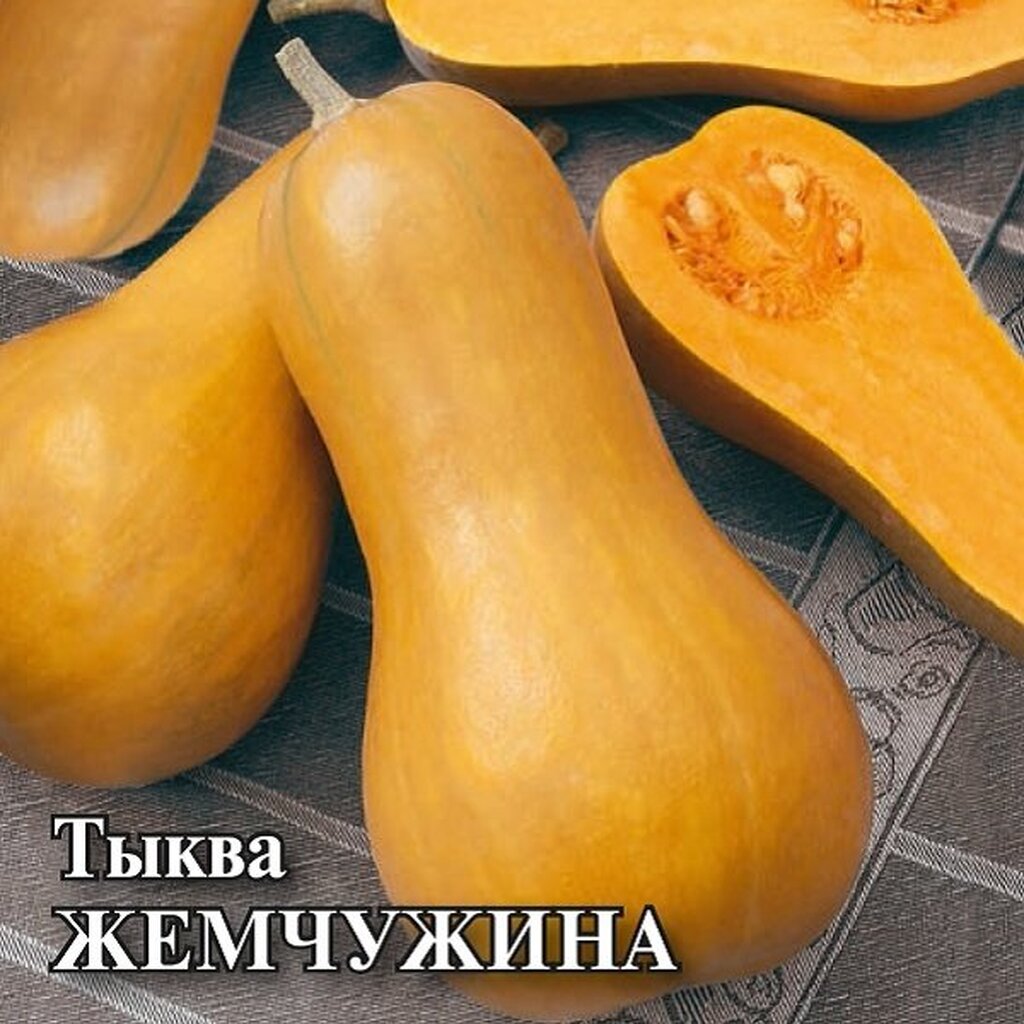 сорт тыквы прикубанская фото