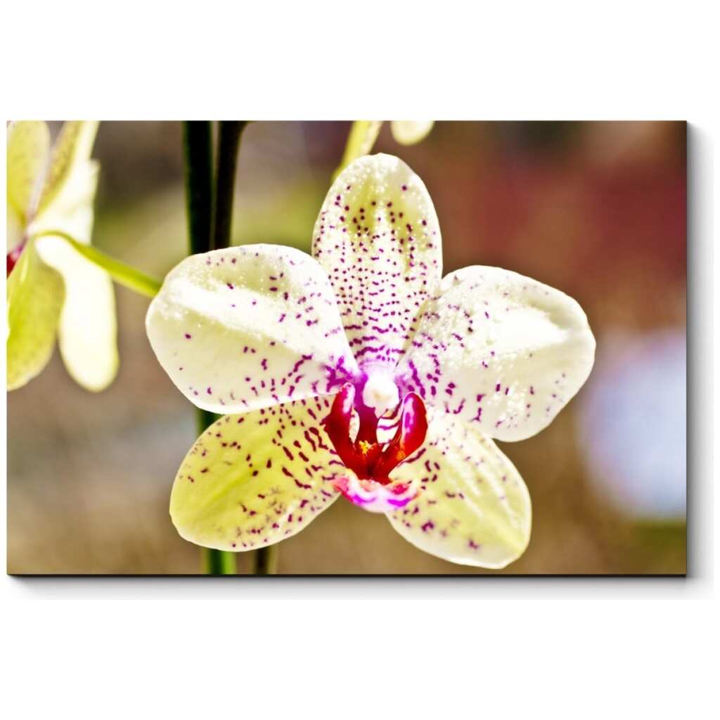 Картина Picsis Тигровая орхидея, 660x430x40 мм 643-9924648