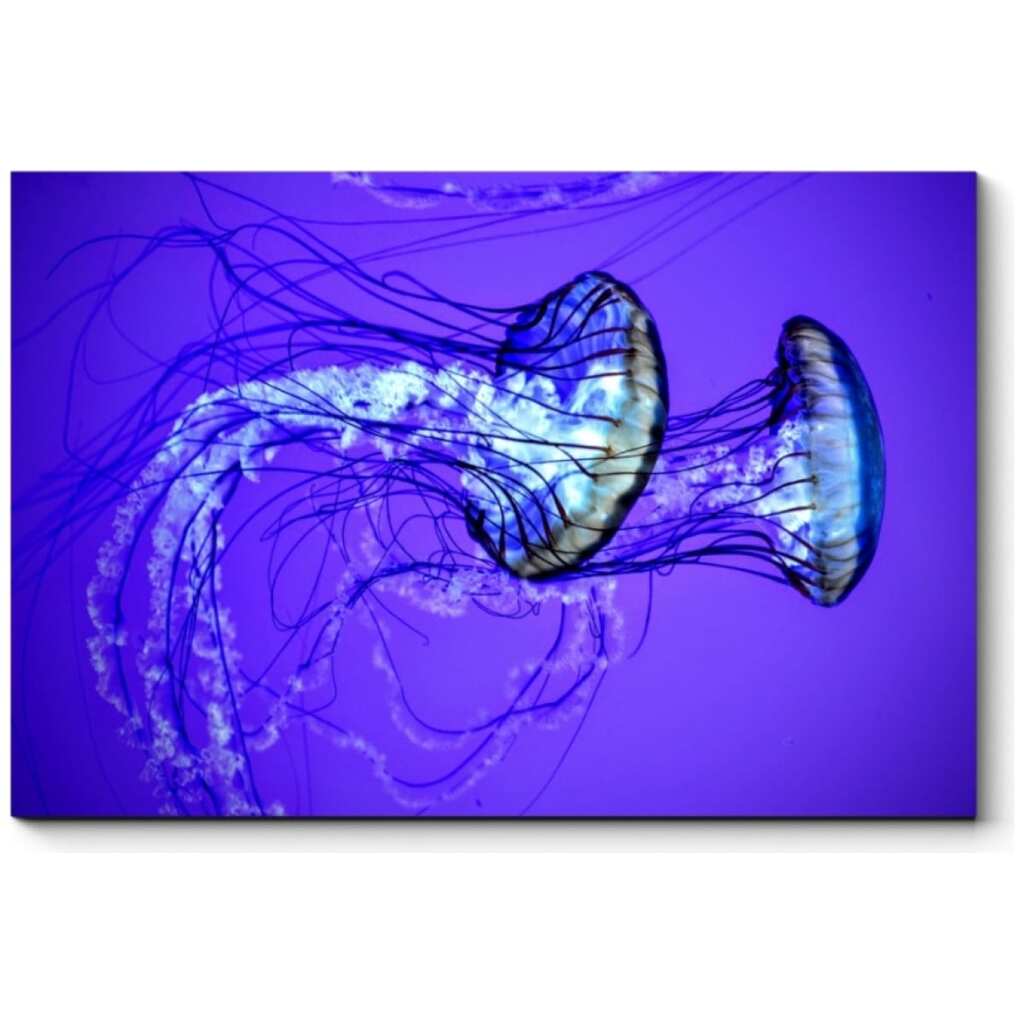 Картина Picsis Пара изящных медуз 660x430x40 мм 4916-10931172