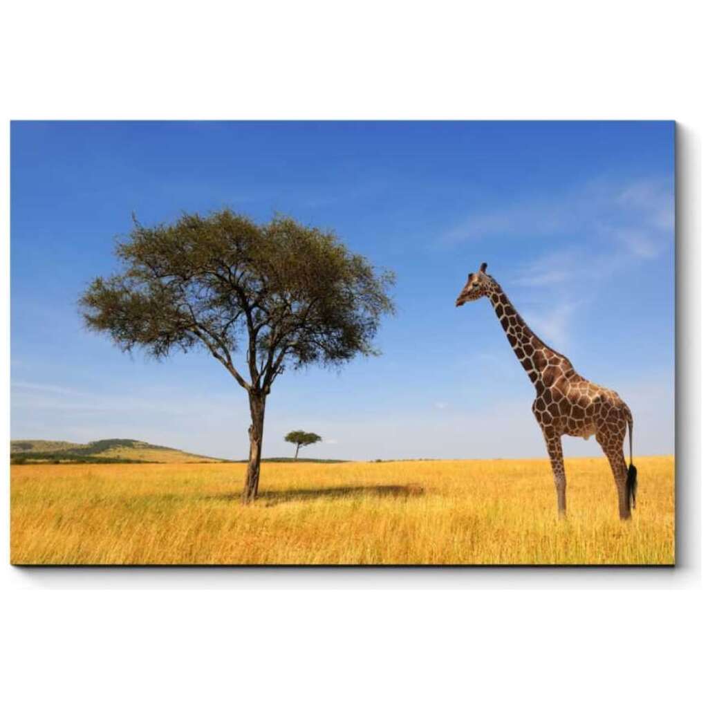 Картина Picsis Одинокий африканский жираф 660x430x40 мм 974-10487812