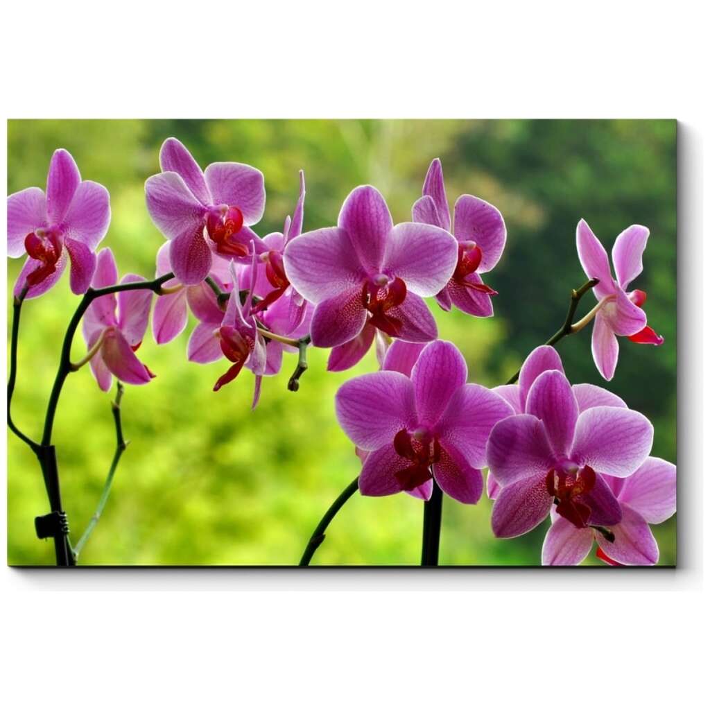 Картина Picsis Неподражаемые орхидеи 660x430x40 мм 636-10375227