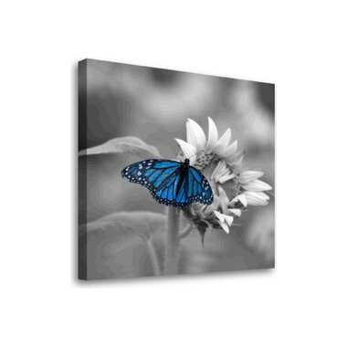 Постер Студия фотообоев Синяя бабочка 50x50 2329054