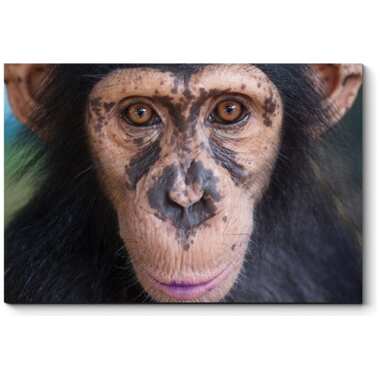 Картина Picsis Очаровательный шимпанзе 660x430x40 мм 4768-10489883